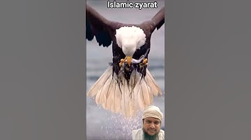 #egzonibrahimi #سورة_الإخلاص #ikhlas #nature #shortvideo #islamicstatus #birds #lifeisbutadream