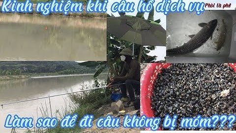 Câu lục I câu trắm đen, cá chép hồ dịch vụ, cá vào ổ tại sao vẫn móm?