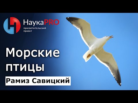 Морские птицы: разнообразие, проблемы и особенности – Рамиз Савицкий | Научпоп | Лекции по зоологии