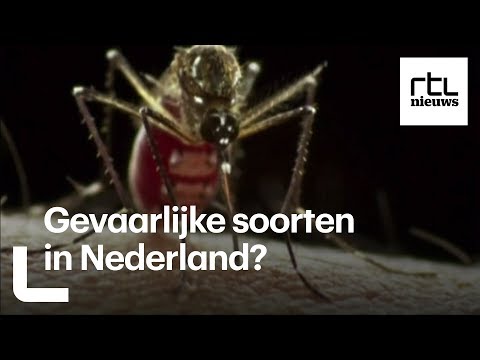 Video: De Novo Profilering Van RNA-virussen In Anopheles Malaria Vector Muggen Uit Ecologische Bosgebieden In Senegal En Cambodja