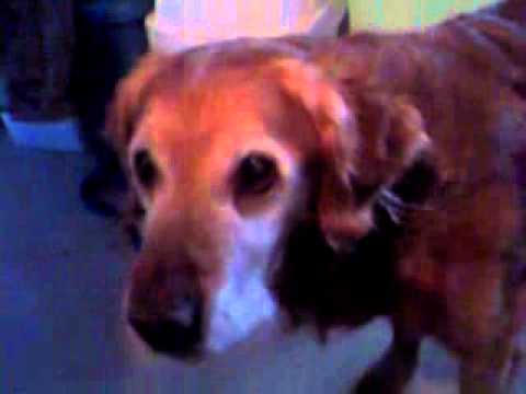 golden retriever whining whining 15 year golden retriever golden retriever whining whining 15 year golden retriever