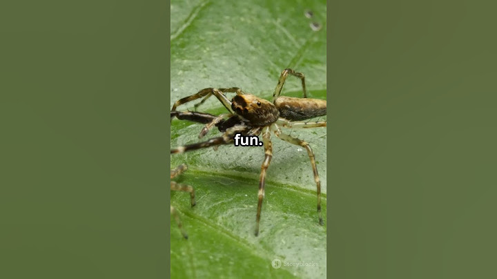 The Cutest Spider You’ll Ever See!