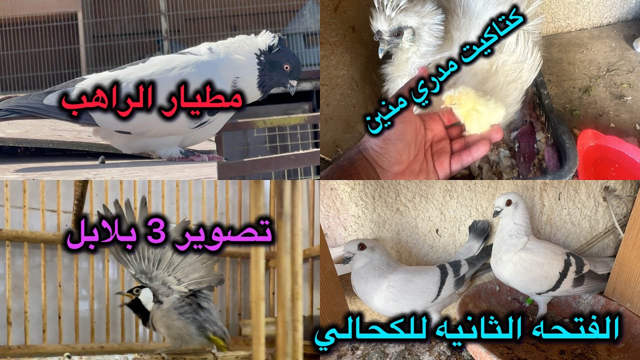 بيض الكوجن فكس😍طفرت الكحالي والراهب😱😱اليوم تصوير البلابل😎