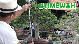 Tidak Pernah Bosan Melihat Koleksi Bonsai Bapak Ini