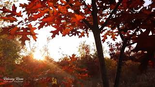 Beautiful autumn relaxing video for rest