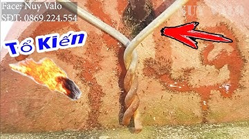 Cách tiêu diệt tận gốc tổ kiến - Thuốc diệt kiến sinh học