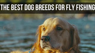 The Best Dog Breeds for Fly Fishing: From Retrievers to Spaniels