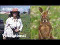 How a CBC reporter found a missing kangaroo in Quebec | The Moment