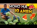 Фрукторианство | Сыроедение | 10 дней на арбузах. Монопитание