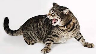 ကြောင်အော်သံ | Cat sound | Cat voice