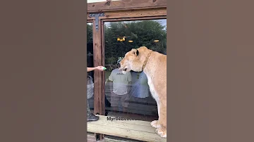 The Giant Liger Upclose Only At MyrtleBeachSafari 