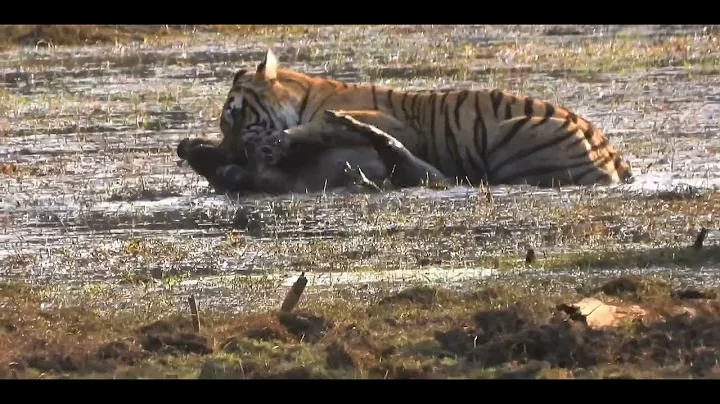 Tiger hunting Wild Boar is Extremely Rare #ranthambore #tiger