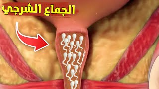 Anal sex and why God forbade it