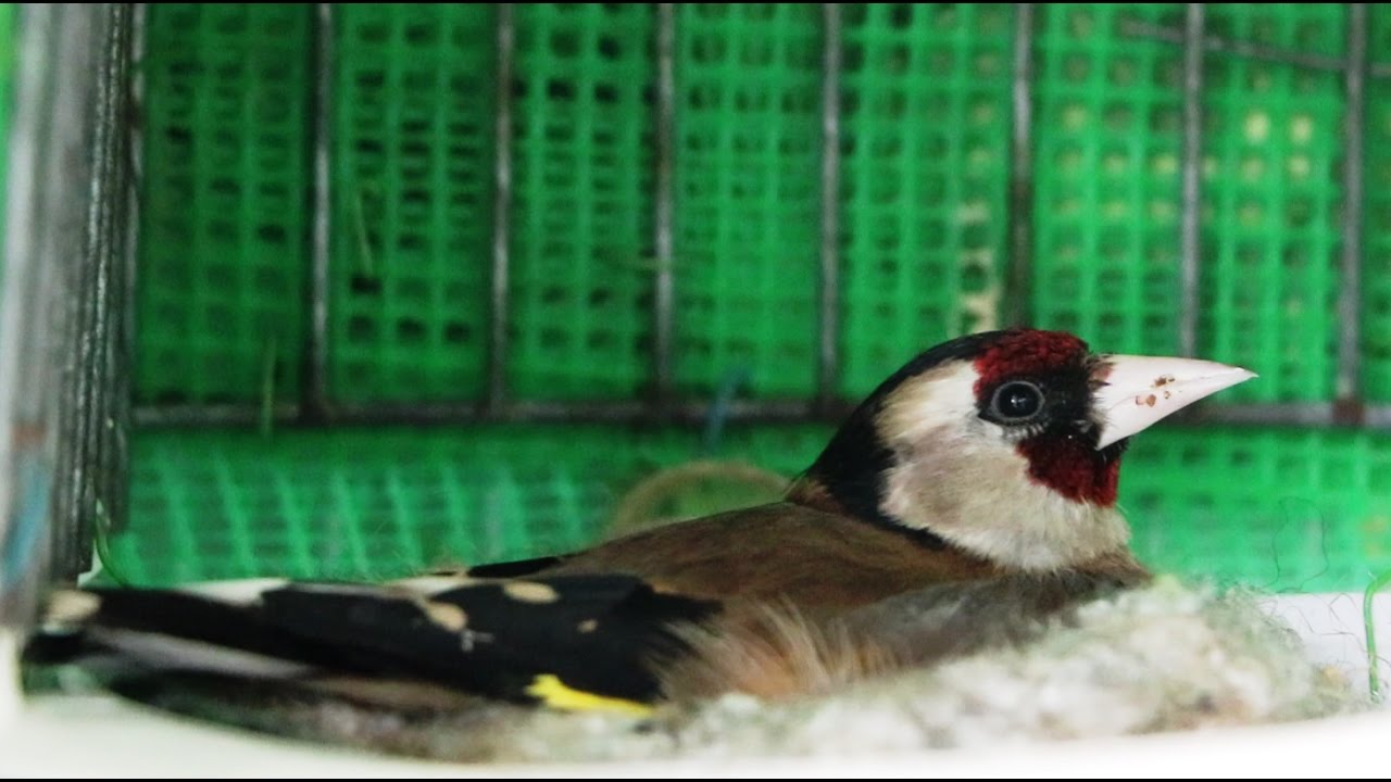 أسرار نجاح انتاج الحسون في الأقفاص !