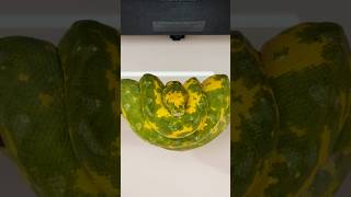 This is one bad Biak Green Tree Python. 😎🔥 Profile