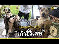 น้องหมาพิการ กับ "เก้าอี้วิเศษ" | Dog's Clip