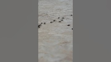 Ants Like Robot Swarms Made in South Korea #ai #robot #microrobots