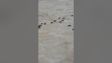 Ants Like Robot Swarms Made in South Korea #ai #robot #microrobots