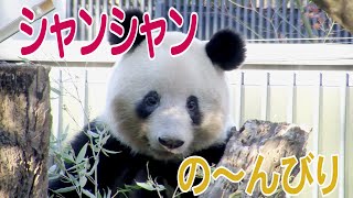 シャンシャンのーんびり　上野公園のジャイアントパンダ