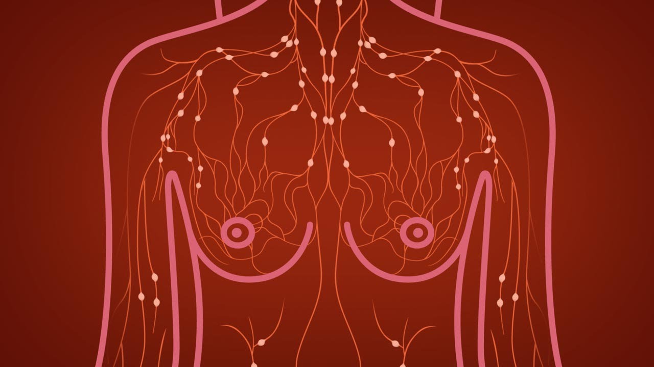 Female Breast anatomy struc by User_77505 - Mostphotos