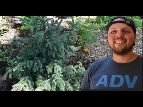 Video: Siberian Spruce (29 Photos): Name In Latin, Description Of Cones And Diseases Of Siberian Spruce, Planting And Care, Use In Landscape Design