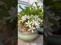 2026/03/28, 애기 사과나무(Plumleaf Crab Apple tree).