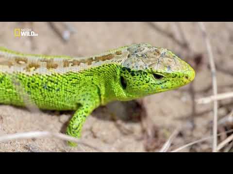 видео: Nat Geo Wild - Дикая природа Великобритании / Wild Great Britain 3 серия Жизнь у воды