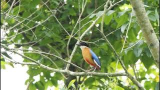 Suara Burung Paok Sayap Biru