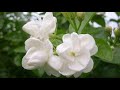 【天天小花農】茉莉花品種那麼多，哪一種最香？推薦3款陽台必養