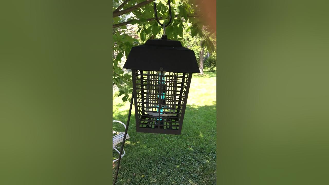 Japanese Beetles bug zapper. YouTube