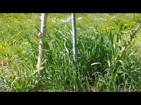 Video: Come coltivare l'erba sotto un albero