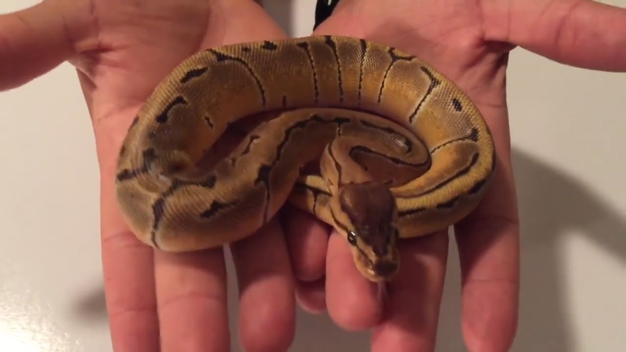 New ball pythons ! (Unboxing) 5 new babies - YouTube