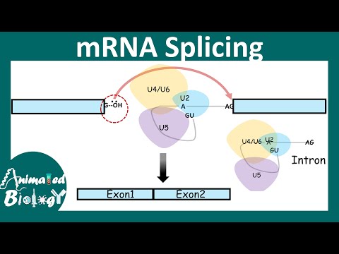 ভিডিও: কেন spliceosome গুরুত্বপূর্ণ?