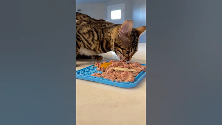 Watch the video about Costs to feed Bengal cat raw food diet
