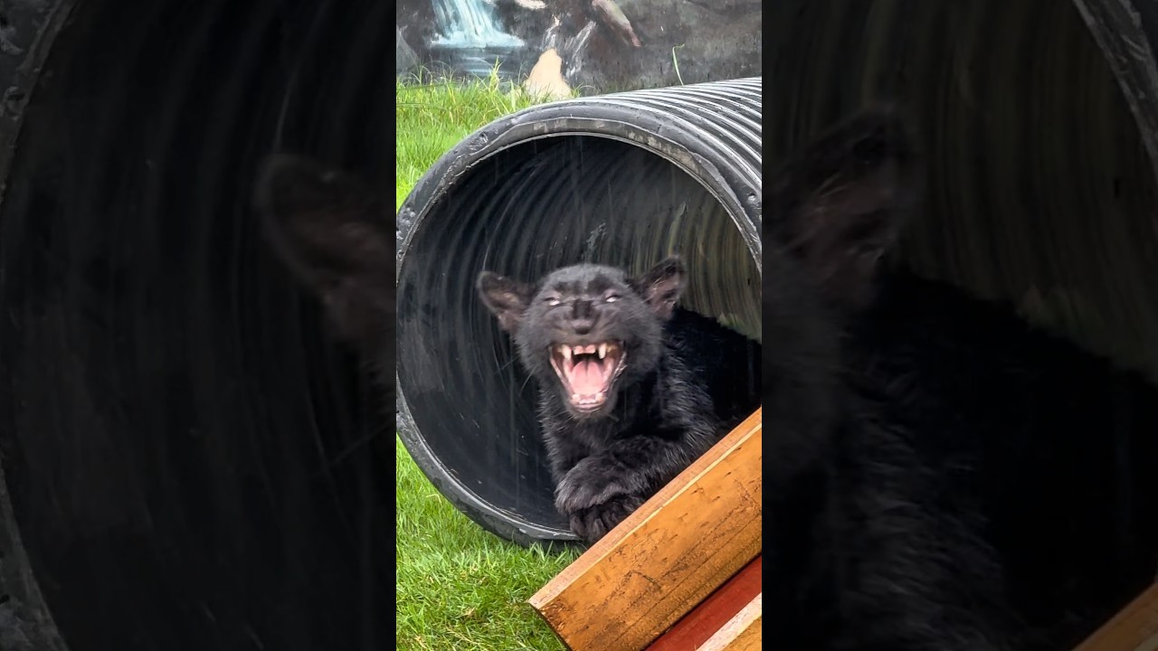 Does anyone know what animal he is?