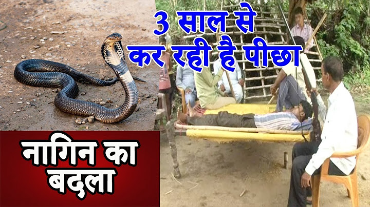 लड़के ने तीन साल पहले मारा था नाग, नागिन बदला लेने के लिए कर रही है पीछा | Surprising News|