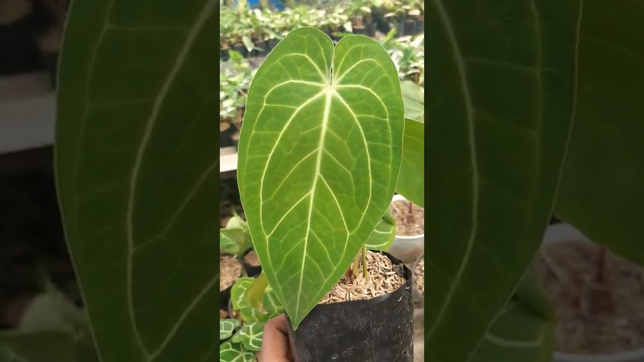 Anthurium Magnificum Norte