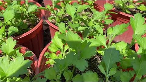 Kỹ thuật trồng cúc Đại đoá giai đoạn chuẩn bị tắc đèn làm nụ cho anh em mới trồng -Clip 170