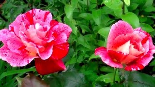 видео Серия выставок «Цветы наших садов — 2016» в Биологическом музее им. Тимирязева