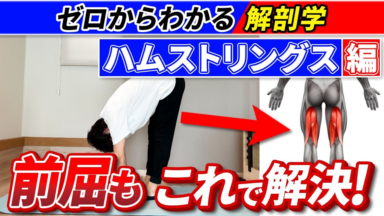 前屈できない人は必見！【ハムストリングス編】！ゼロからわかる解剖学！