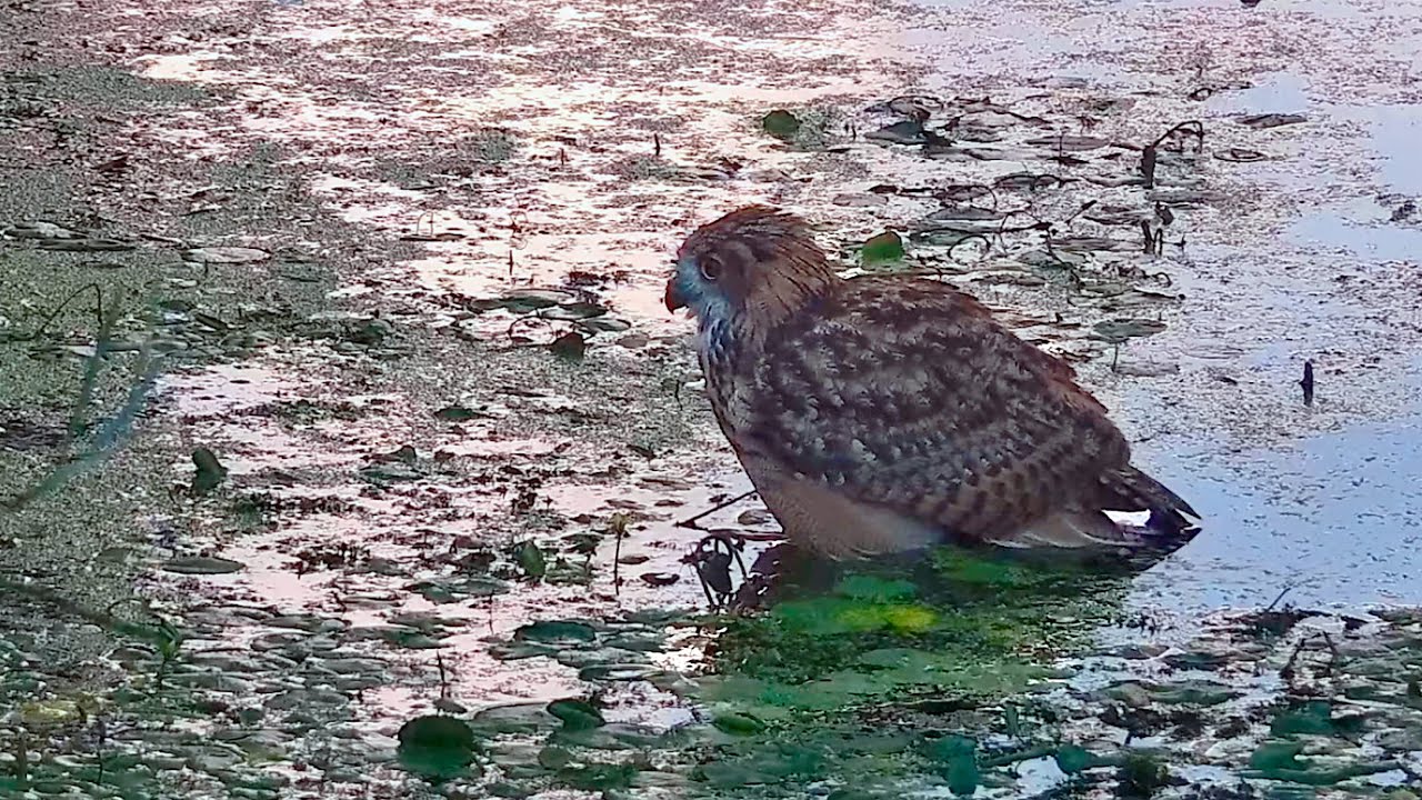 07.–09.08.2025: Jagdversuche, Gänseabwehr und ein Uhu-Bad