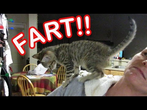 Kitten Climbs On Human - Funny!