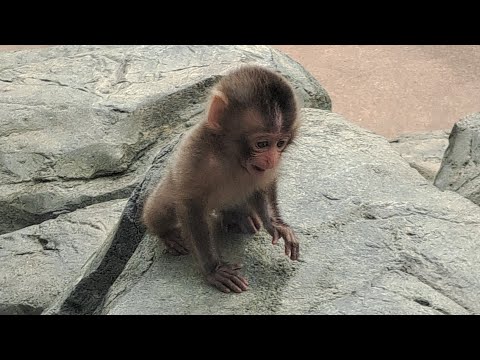 小猿☆③×2 YouTube