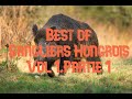 Chasse,🐗Best Of Sangliers Hongrois🐗 (vol 1,2,3,4,5,partie 1)