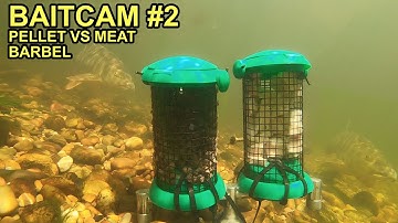 BaitCam Test: Pellet vs Meat for Barbel & Coarse Fish