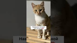 Очень нужен дом, доставка по всей России. Пишите❤️ #приютдляживотных #делайдобро #котик #ищудом