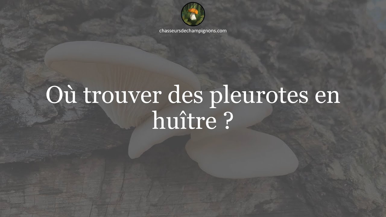 Où trouver des pleurotes en huître ? - 1 minute pour comprendre