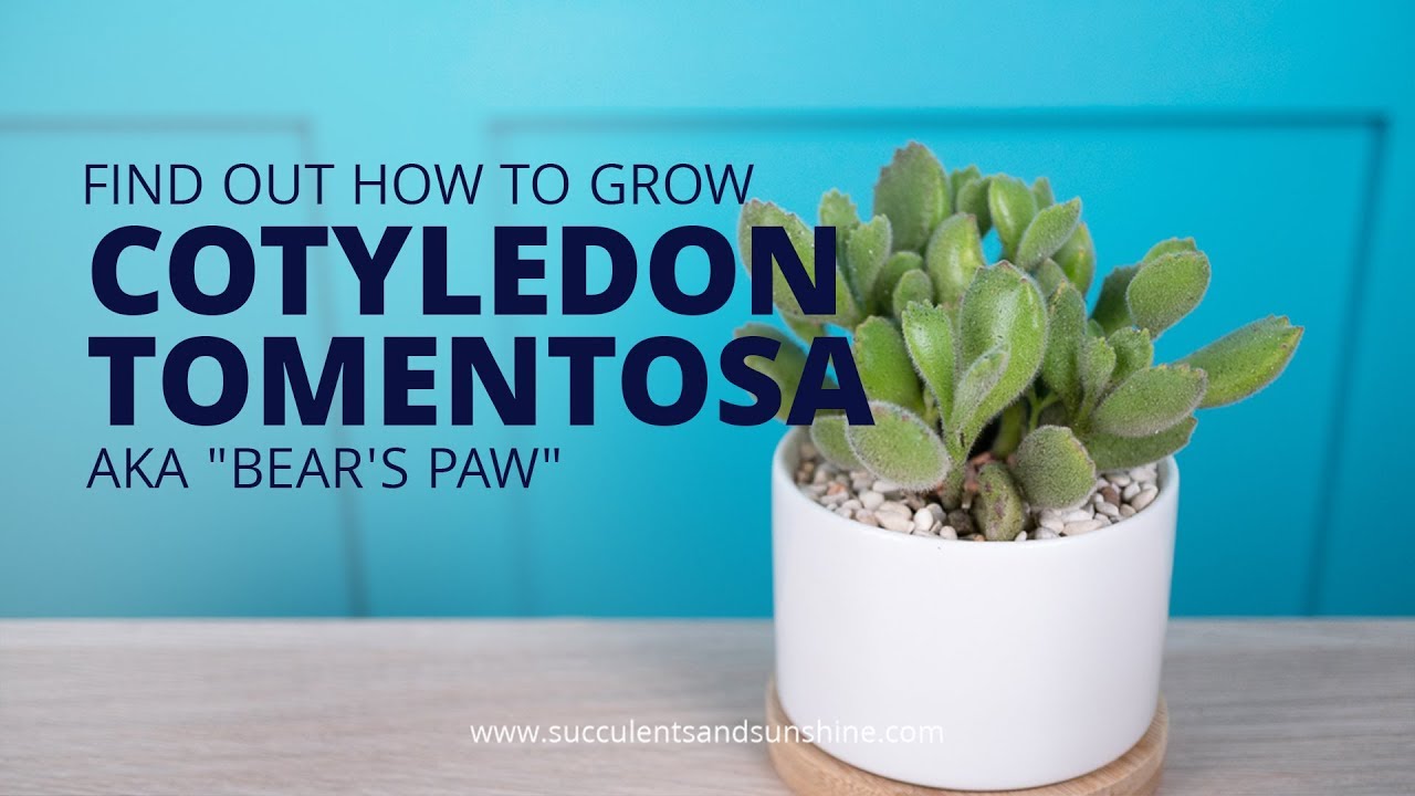 Cotyledon tomentosa "Bear's Paw" will be at the top of your wish list