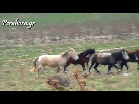Βίντεο: Νευρολογικός ιός στα άλογα
