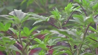 (PART ONE) Medical marijuana: exclusive access